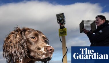 ‘There were stoats in kitchen cupboards’: AI deployed to help save Orkney’s birds | Conservation