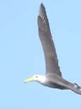 Bird-Watchers 'Cheer' When They Spot Critically Endangered Bird 3,000 Miles From Home