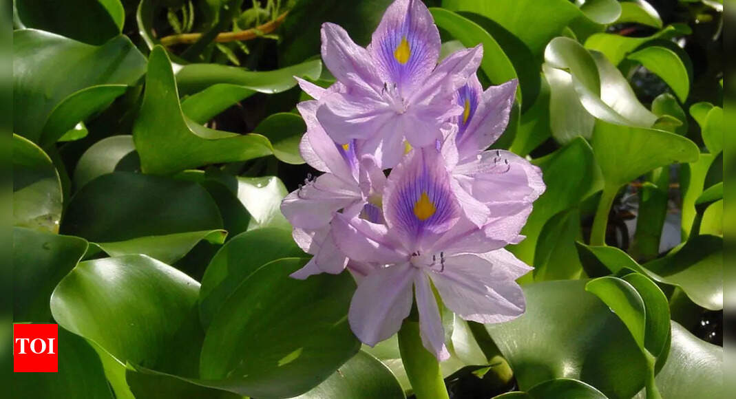 Water hyacinth: Bengal’s infamous ‘terror’ that chokes waterways yet hides powerful nutritional secrets from BP to heart health |