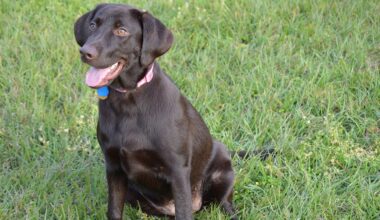 FDA issues emergency use authorization for drug to treat puppies and dogs infected with New World screwworm