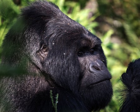 A gorilla forages in the morning light in the Muhabura region of the Virunga Mountains along the Rwanda-Uganda border. (Photo by Badru Katumba/The Guardian)