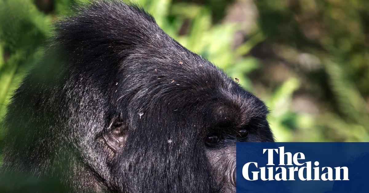 The comeback of the mountain gorilla – podcast | Wildlife