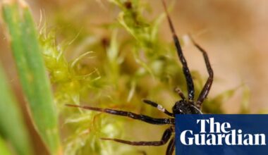 ‘White-knuckled wolf spider’ thought lost is rediscovered on Isle of Wight | Spiders