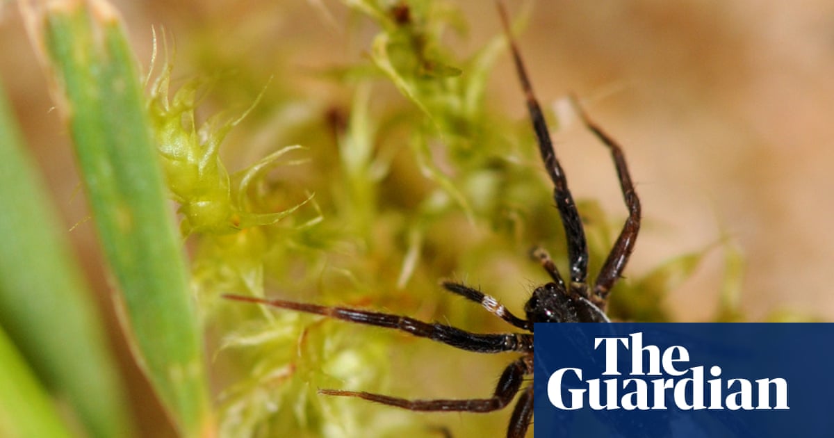 ‘White-knuckled wolf spider’ thought lost is rediscovered on Isle of Wight | Spiders