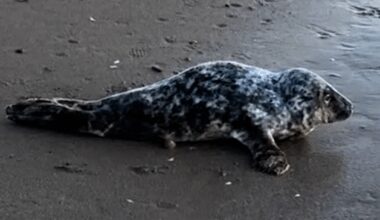 Drogheda Mayor shares video of stranded seal on Louth beach