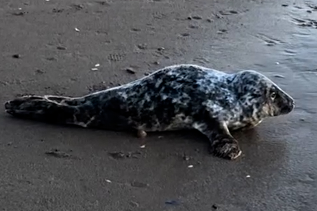 Drogheda Mayor shares video of stranded seal on Louth beach