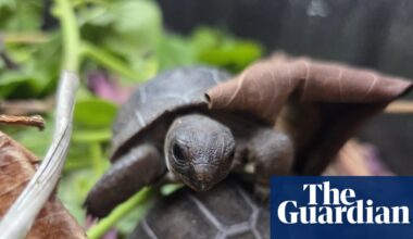 Baby giant tortoises thrive in Seychelles after first successful artificial incubation | Conservation