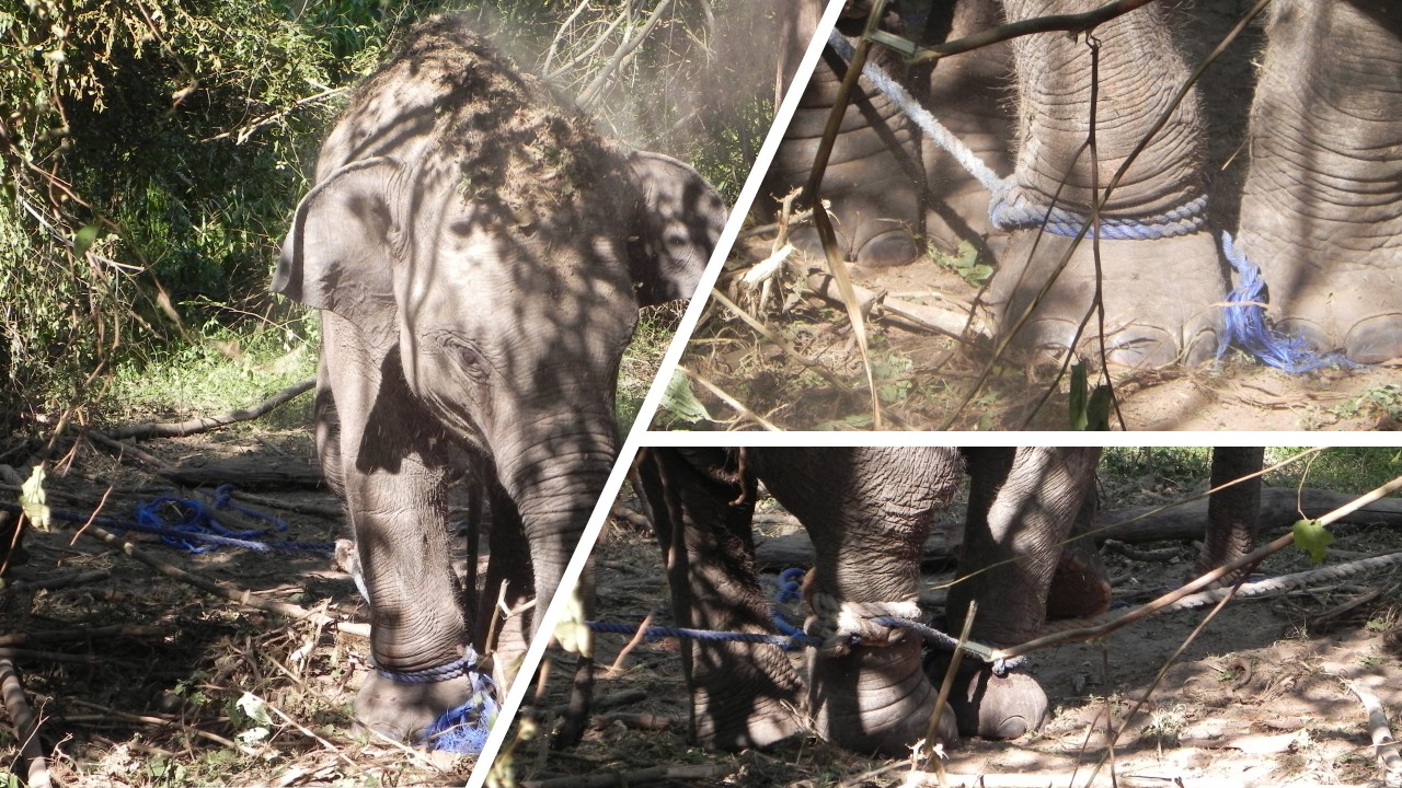 In February 2014, wildlife officials prevented an attempt to kidnap a wild elephant calf, kept tightly tied to trees with nylon ropes in the Galgamuwa area in northwestern Sri Lanka. The calf was later released and reunited with its herd. Image courtesy of the Department of Wildlife Conservation.