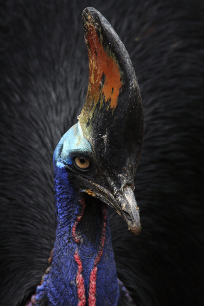 A Southern Cassowary looks at visitor from its enclosure at the Jurong Bird Park in Singapore