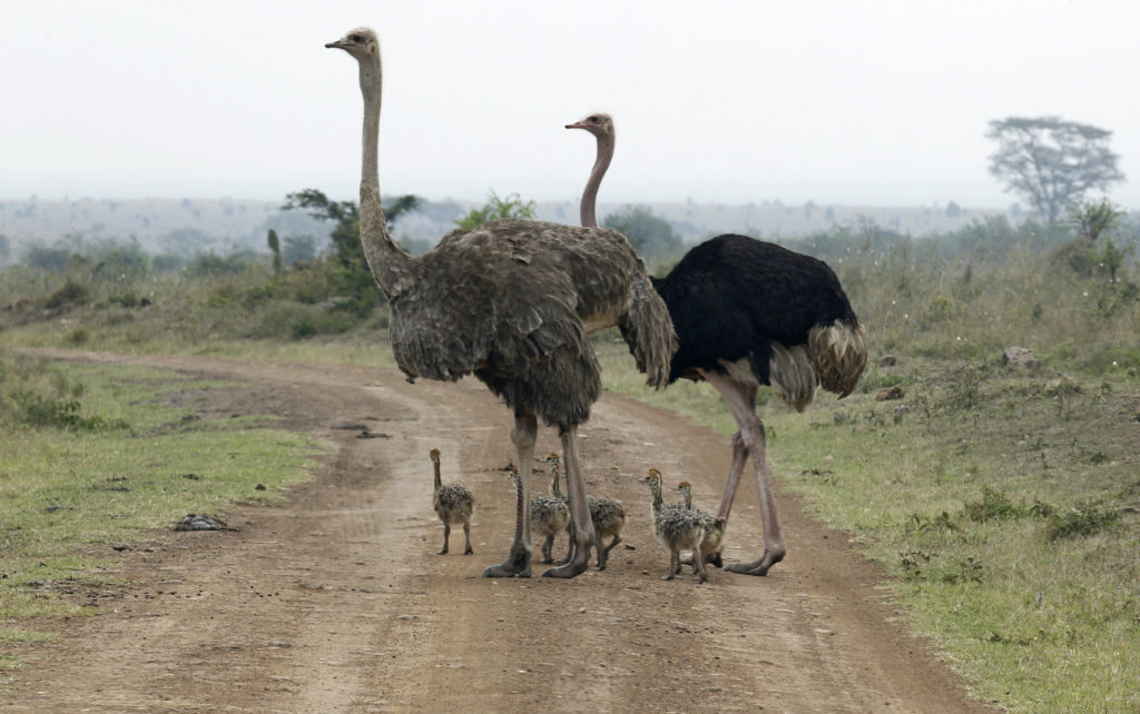 Ostriches are seen crossing a road at the Nairobi National Park in Kenya's capital Nairobi