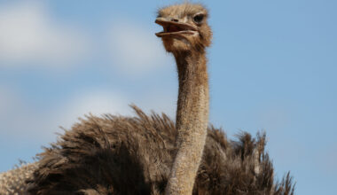 An ostrich is seen at a farm on the outskirts of Havana
