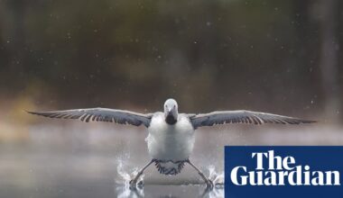 Comedy Wildlife Awards 2025 – in pictures - The Guardian