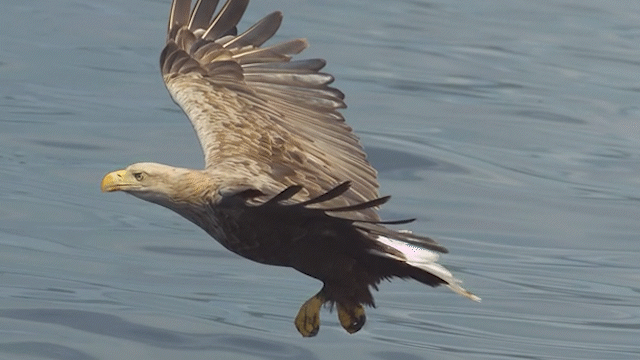 Sea eagles are back … just not where you might expect them