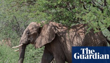 Kenya’s growing towns are leaving elephants with nowhere to go | Environment