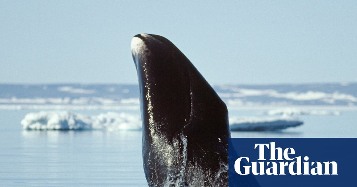 Can bowhead whales with their 200-year lifespan help us to slow ageing? | Science