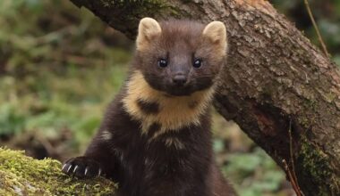 Pine marten 'resurrection' after nearly being wiped out by guns, strychnine, and habitat destruction