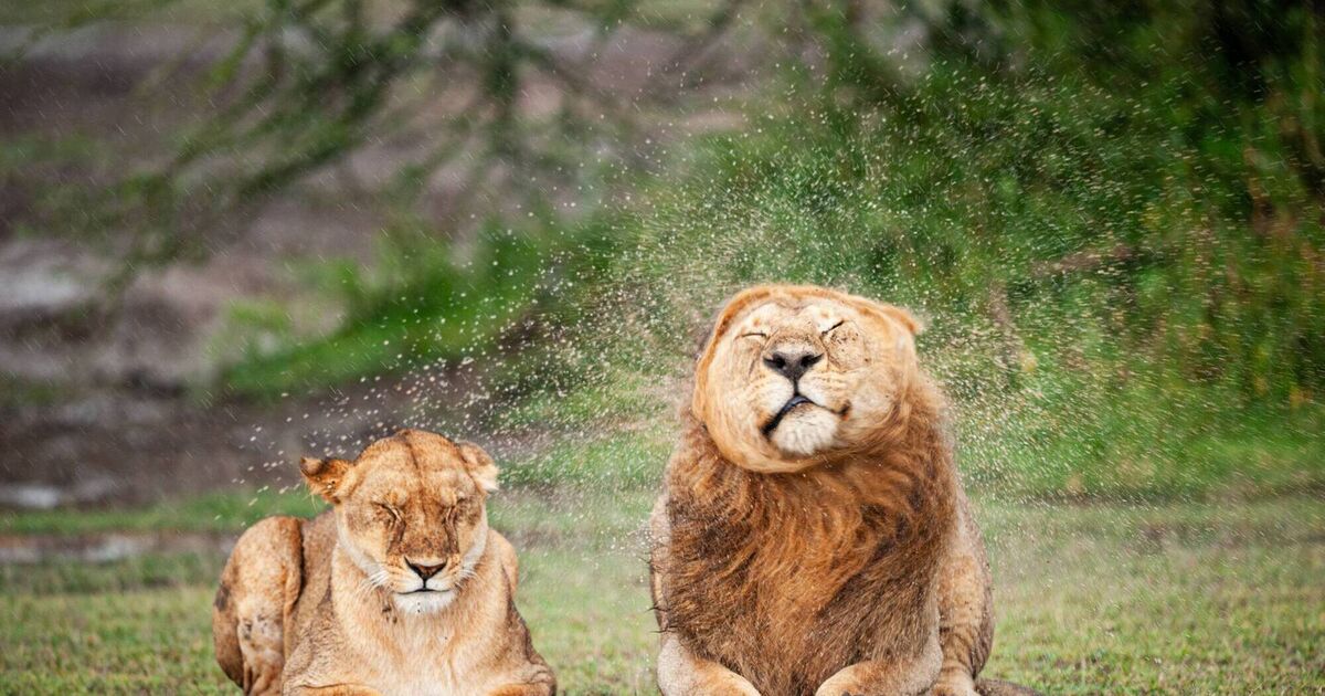 Watch: Finalists announced for the Comedy Wildlife Photography awards - Irish Examiner