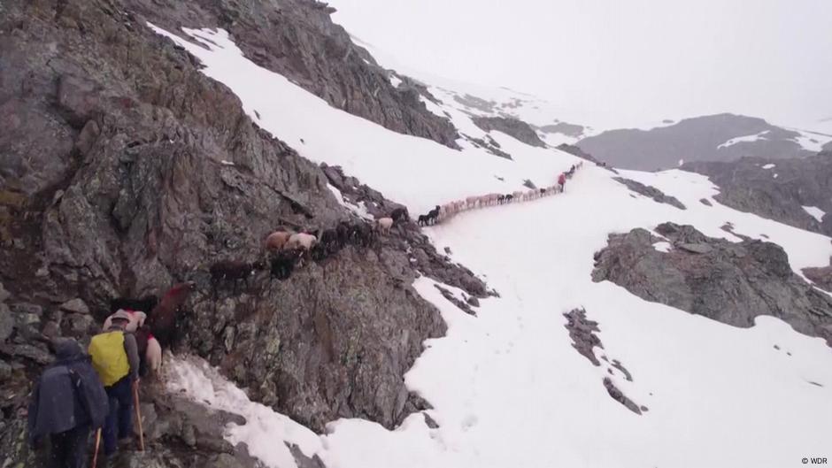 Crossing a Glacier With 1,400 Sheep – DW – 10/10/2025