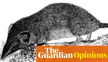 And then there were none: Australia’s only shrew declared extinct | John Woinarski for the Conversation