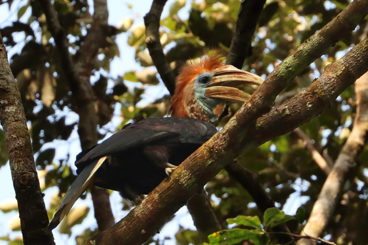 With ‘terrifying’ trade in African hornbills, scientists call for increased protection