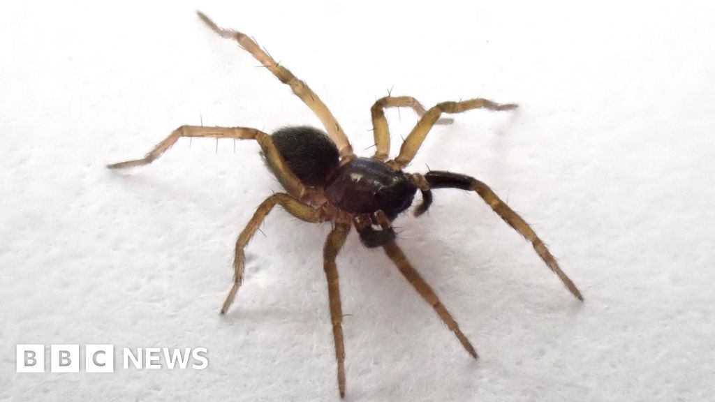 'Lost' spider species rediscovered on Isle of Wight