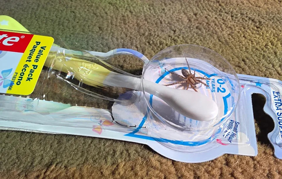 Toothbrush in packaging with a spider inside, placed on a carpeted surface