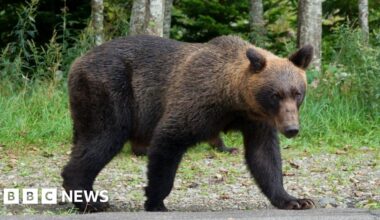 Japan plans to hire hunters as bear attacks rise