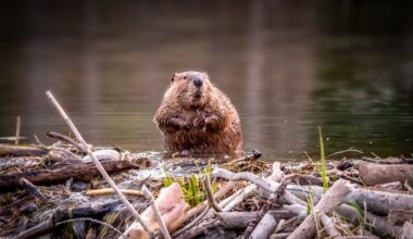 US officials parachuted 76 beavers into the Idaho wilderness – then something astounding happened