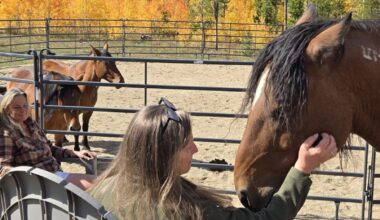 Mental wellness sessions come in all shapes, sizes
