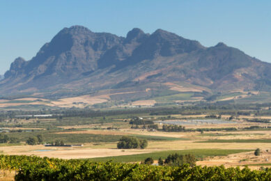South Africa's agricultural sector projects growth of 3.5% in 2025. But, the redistribution of land to small-scale farmers without adequate training, resources, or financial support could result in underutilised land and diminished productivity. Photo: Canva