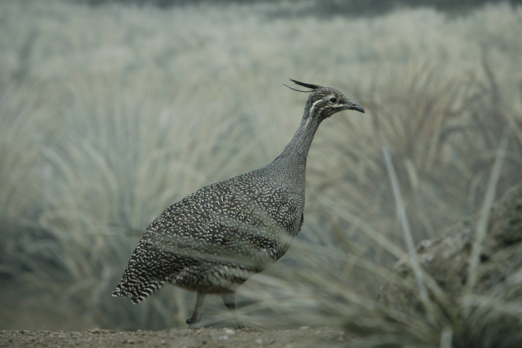 Crested_Tinamou_Bronx_Zoo