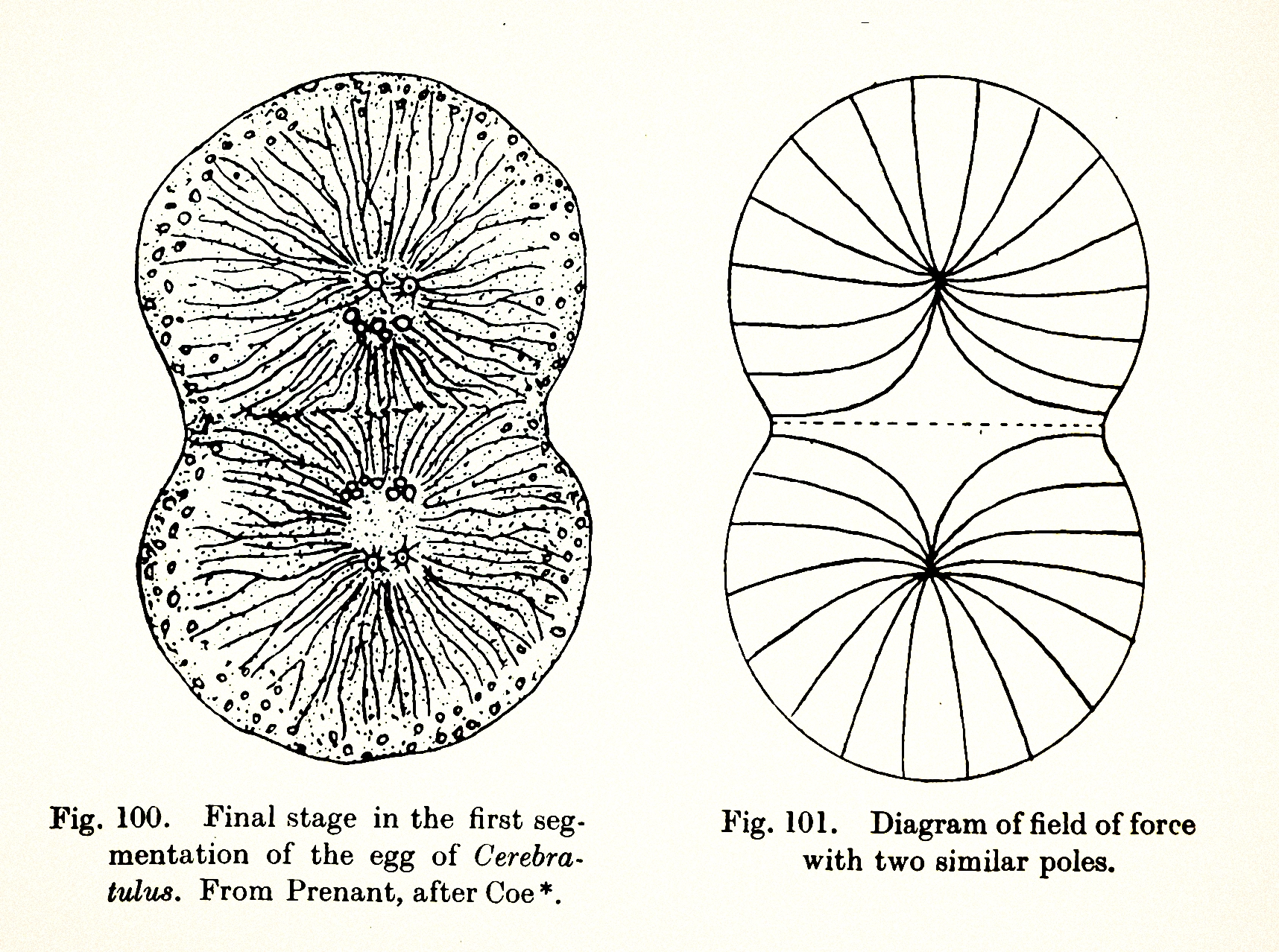 Side-by-side line drawings. The one on the left shows a cell dividing in two, while the one on the right shows force field lines between poles of equal charge.