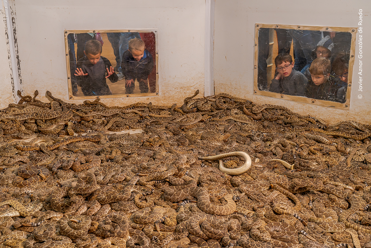 Visitors gaze at hundreds of western diamondback rattlesnakes at the annual rattlesnake round-up in Sweetwater, Texas.