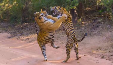 11 staggering tiger photographs reveal the athletic power and brutal ferociousness of this deadly apex predator