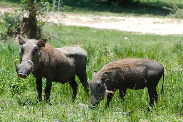 They should be enemies… but what these 2 animals do for each other have left experts speechless