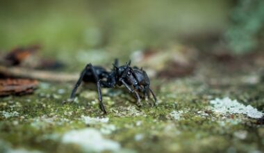 It looks like a gothic demon – complete with spiky horns – and has a bizarrely large, square aerodynamic head, which allows it to fly...