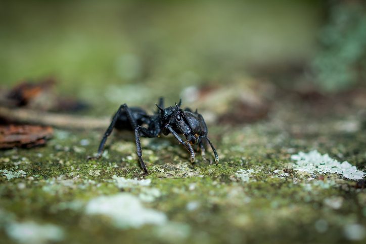 It looks like a gothic demon – complete with spiky horns – and has a bizarrely large, square aerodynamic head, which allows it to fly...
