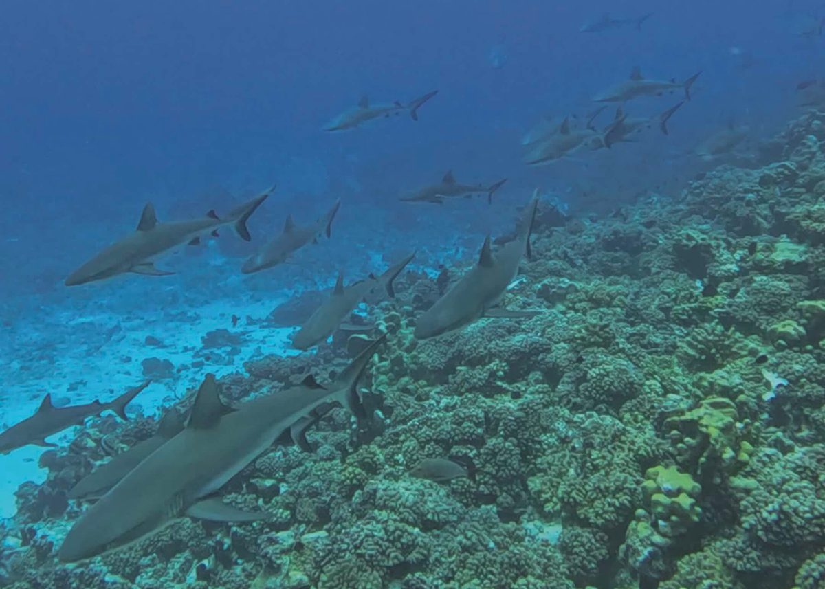 “It’s like swimming inside a snow globe.” When this diver dropped into a remote reef, dozens of huge animals appeared from the darkness
