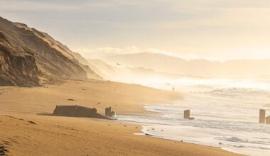 Ambush spiders found hiding beneath sand on Californian coast. DNA reveals exactly what they are