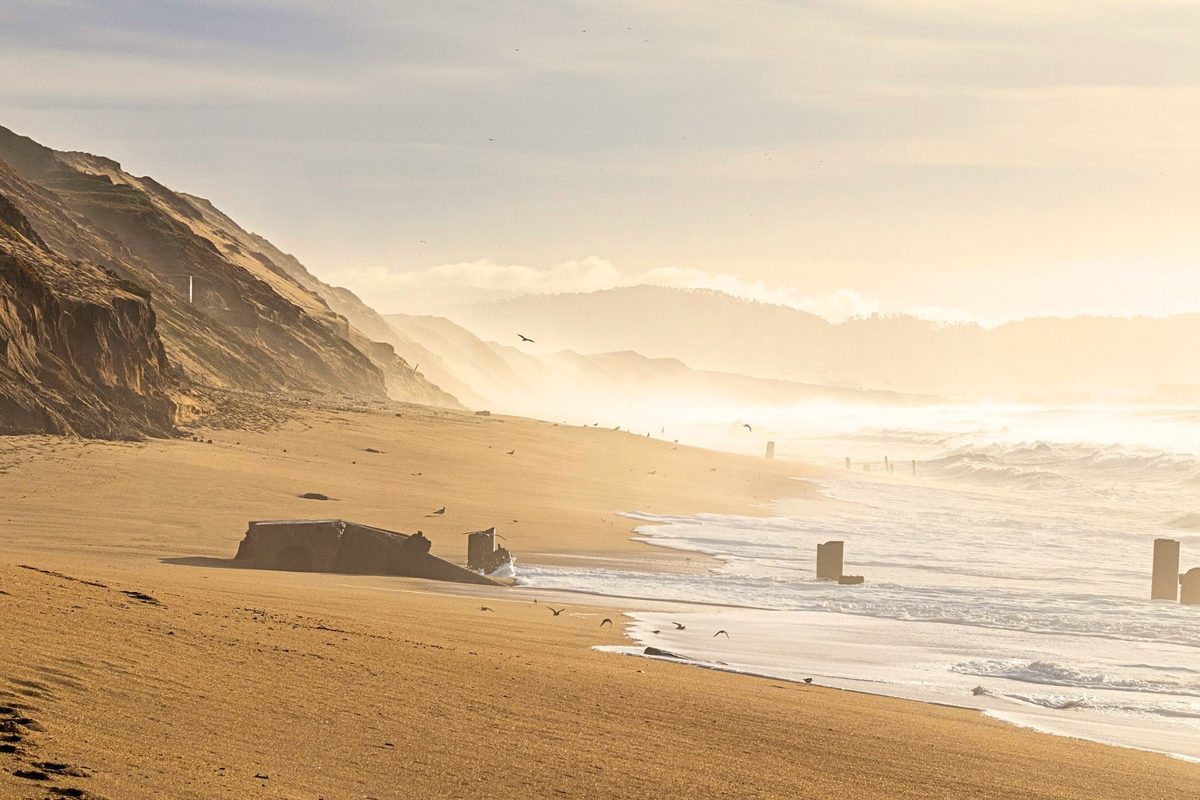 Ambush spiders found hiding beneath sand on Californian coast. DNA reveals exactly what they are