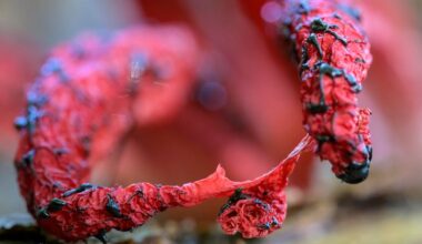 It has bizarre tentacles, oozes black goo and stinks of death – and could be near you right now