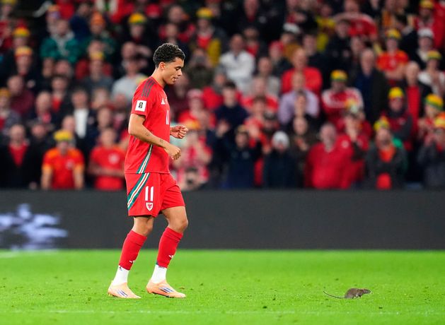 Rat interrupts play during Belgium’s victory over Wales in Cardiff