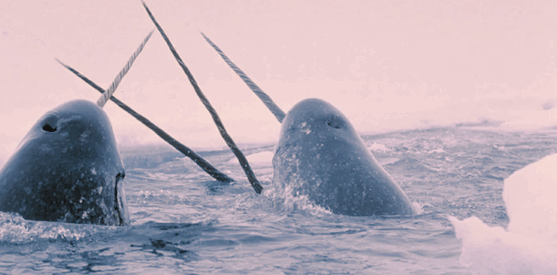 The Many Twists and Turns of a 2008 Whaling Research Expedition