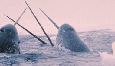 The Many Twists and Turns of a 2008 Whaling Research Expedition