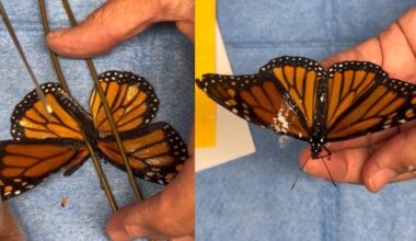 Hidden molecular switch in sperm could make on-demand male birth control real