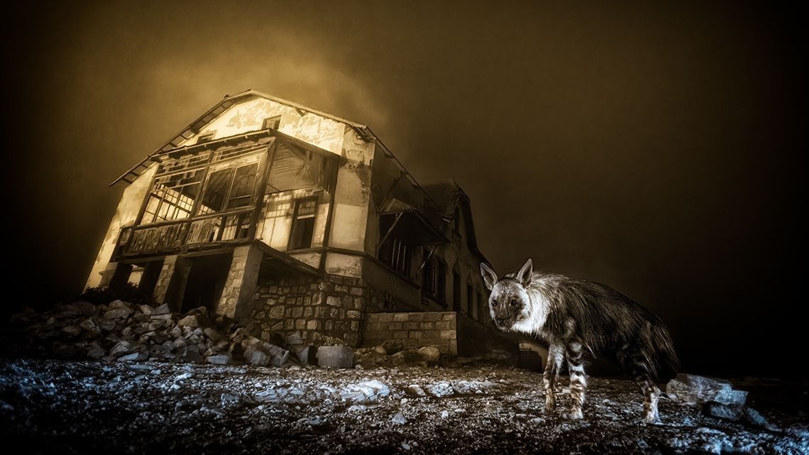 A haunting scene of a brown hyena in front of a long-abandoned building.