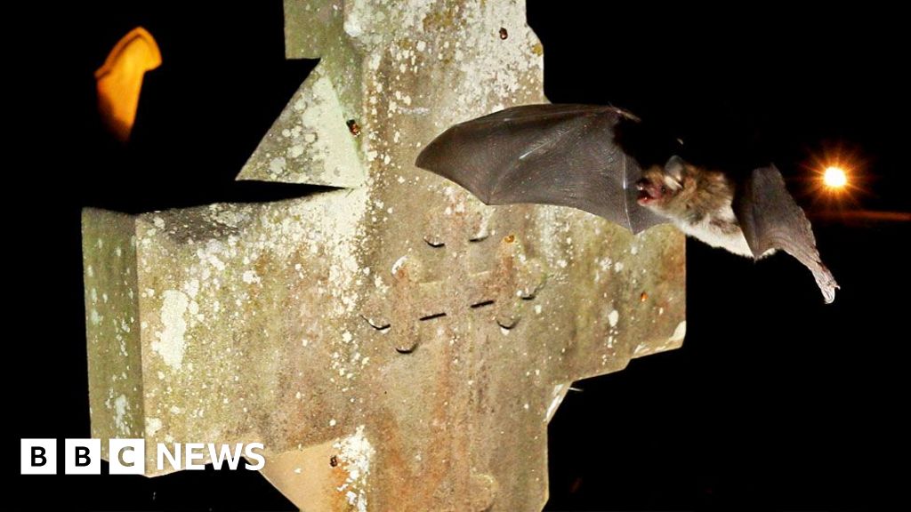 Bats are seeking sanctuary in churches