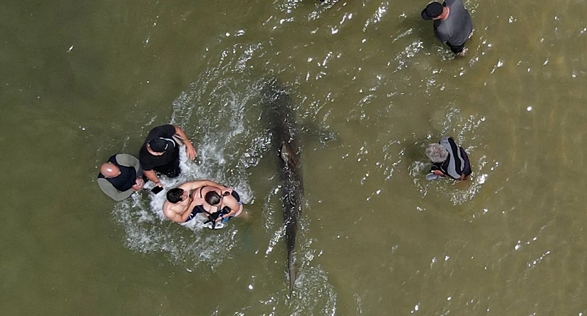Tourist's death from 'harmless' sharks highlights simple actions that can trigger 'feeding frenzy'