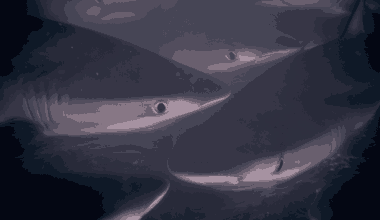 Shark Attack by Species Once Considered Harmless Shocks Marine Biologists in Deadly Feeding Frenzy in Israel Coast