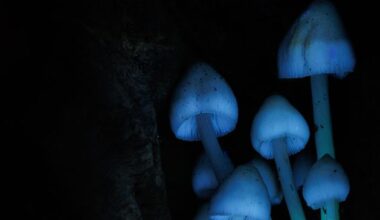 All creatures found to emit strange glow that extinguishes upon death, study finds